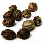 Семена марихуаны АК-47  (Seeds AK-47) в Кусе